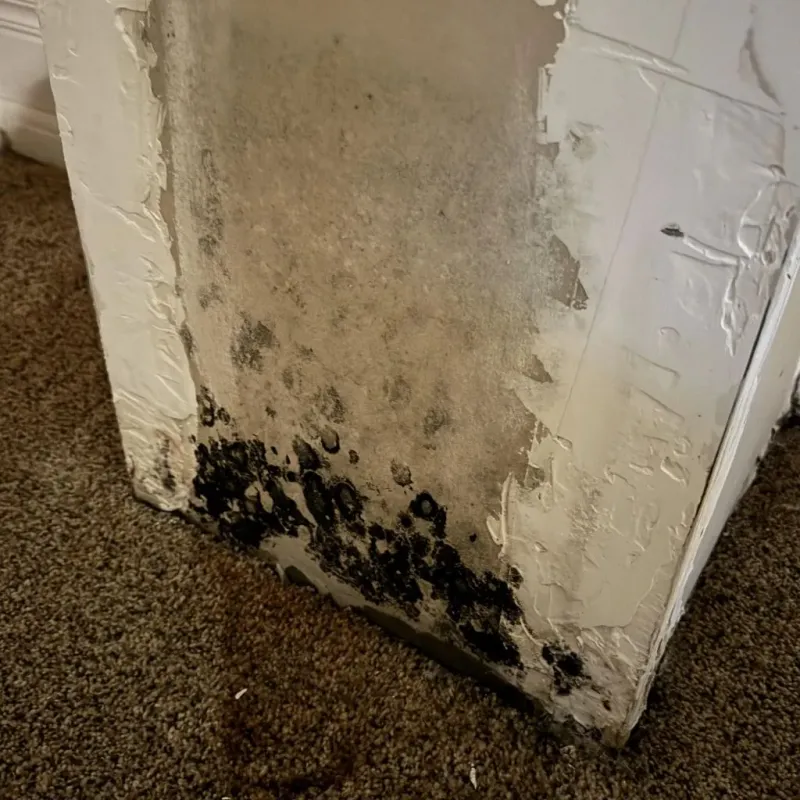 Professional Mold Removal in Patton, PA